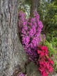 Purple and red Rhododendrons in bloom beside a large cottonwood tree.