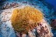 Real white orange clown fish swim around sea anemone coral reef photography in deep sea scuba dive explore travel activity with underwater background landscape around Sipadan island, Malaysia