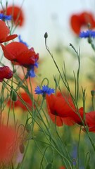 Aufkleber - Red Poppies and cornflowers swaying in the wind on a summer flower field. Gorgeous floral background, sensations of warm summer. Vertical shot