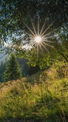 Wall Mural - Green mountains at sunset. Rays of the setting sun break through the foliage of the tree. High quality HDR vertical shot