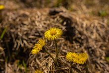 Coltsfoot Flowers (Tussilago Farfara) Close Up, On Abstract Natural Background. Early Spring Season, Medicinal Wild Herb In The Forest.