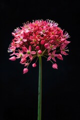 Poster - Close-up shot of a flower on a black background, perfect for design projects