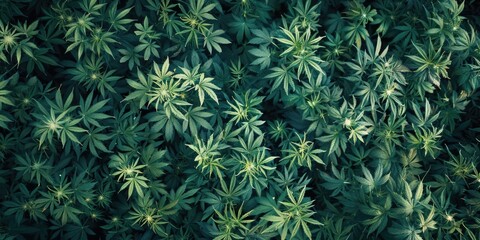 Aufkleber - A vibrant image of green plants in a field. Perfect for nature and agriculture concepts