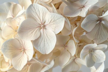 Poster - A close-up shot of a bunch of white flowers. Perfect for nature or floral themes