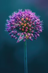 Poster - Detailed close up of a purple flower on a stem. Suitable for botanical projects