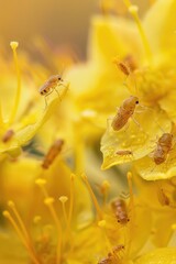 Poster - Close up of a bunch of vibrant yellow flowers, perfect for nature backgrounds or floral designs