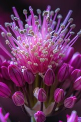 Poster - Close up of a pink flower with white stamens, perfect for nature backgrounds
