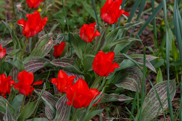 Wall Mural - Early flowering Tulipa Regel Red Riding Hood in spring garden