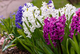 Fototapeta Tulipany - Hyacinth ( lat. Hyacinthus ) is a genus of plants in the Asparagaceae family