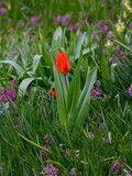 Fototapeta Tulipany - Tulip superior or tulip excellent ( lat. Tulipa praestans )