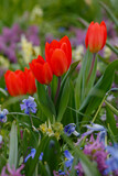 Fototapeta Tulipany - Tulip superior or tulip excellent ( lat. Tulipa praestans )