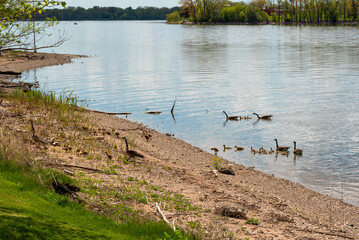 Sticker - Canada Geese And Goslings Swimming On Fox River And on Shoreline In Early May Near De Pere, Wisconsin