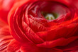 Macro shot of of a single beautiful red ranunculus. Visible petal structure. Bright patterns of one flower bud