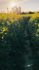 Wall Mural - Agricultural activities, agricultural crops, rapeseed fields