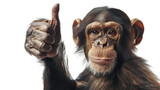  A monkey giving a thumbs up isolated on white background, png transparent