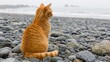   An orange cat sits atop a rocky beach, near the water's edge