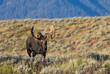 Bull Moose During the Fall Rut in the Tetons of Wyoming