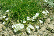 Bearbine (Convolvulus sericocephalus) species of morning glory plant. Slope to the sea, dry clay steppe (maquis) on clay soils. Crimea. Surroundings of Feodosia