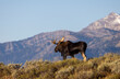 Bull Moose During the Fall Rut in the Tetons of Wyoming