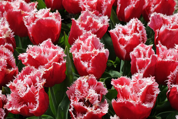 Wall Mural - Red and white fringed Tulip, tulipa ‘New Santa’ in flower.