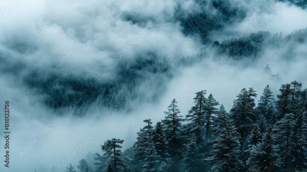 A forest of tall pine trees, enshrouded in thick fog, and nestled under ...