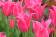 Bright magenta pink lily flowering Tulip, tulipa ‘Pretty Love’ in flower.