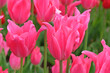Bright magenta pink lily flowering Tulip, tulipa ‘Pretty Love’ in flower.