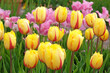 Yellow and red bi colour fringed Tulip, tulipa ‘Flamenco’ in flower.