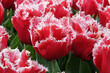 Red and white fringed Tulip, tulipa ‘New Santa’ in flower.