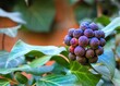Beautiful ivy fruits, unusual purple berries against a background of leaves.