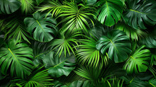 A Lush Green Forest With Many Leaves And A Few Large Leaves