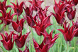 Crimson and wine red lily flowering Tulip, tulipa ‘Sarah Raven’ in flower.
