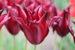 Crimson and wine red lily flowering Tulip, tulipa ‘Sarah Raven’ in flower.