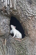 White squirrel in a hole in a tree in Olney City Park