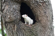 White squirrel in a hole in a tree in Olney City Park