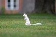 White Squirrel standing on its hind legs