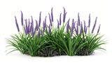 Fototapeta  - 3d illustration of liriope muscari plant isolated on white background botanical and horticultural visualization