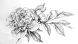 © RocknRoller Studios - Black-and-White Line, Drawing of a Peony Flower. Beautiful Hand Drawn Rose Isolated on a White Background.