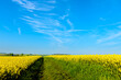 Path through blooming canola under a blue sky