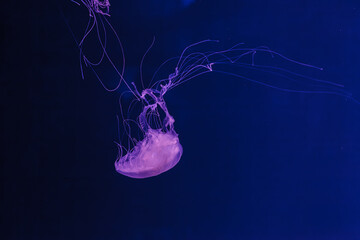 Wall Mural - underwater photos of jellyfish chrysaora quinquecirrha jellyfish the atlantic sea nettle