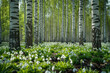 Beautiful blooming snowdrops in birch forest. Early spring