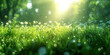 Green grass with flowers and bokeh effect. Nature background.