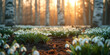 Snowdrop flowers blooming in a birch grove at sunset
