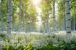 lily of the valley in a birch grove in spring