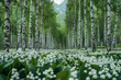 lily of the valley in a birch grove in spring mountains