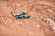 Scorpion, land and desert with sand in nature of wildlife or species with big pincers and small tail in savanah. Tiny outdoor creature, deadly or venomous black bug on trail, path or mountain ground