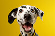 Cheerful Dalmatian Dog on Yellow