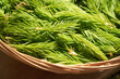 Young spruce tree tips harvested in the forest in spring - ingredient for herbal syrup
