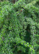 Japanese larch - Larix kaempferi Pendula. Spring overhanging Japanese larch bush with needles in devilish green. Background.