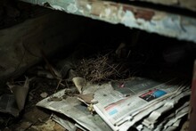 Neglected Bird's Nest Surrounded By Old Newspapers In A Dim, Rundown Environment, Representing The Passage Of Time